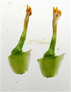  Disc florets